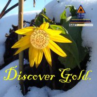 DH-Discover_Gold_Topinambur2